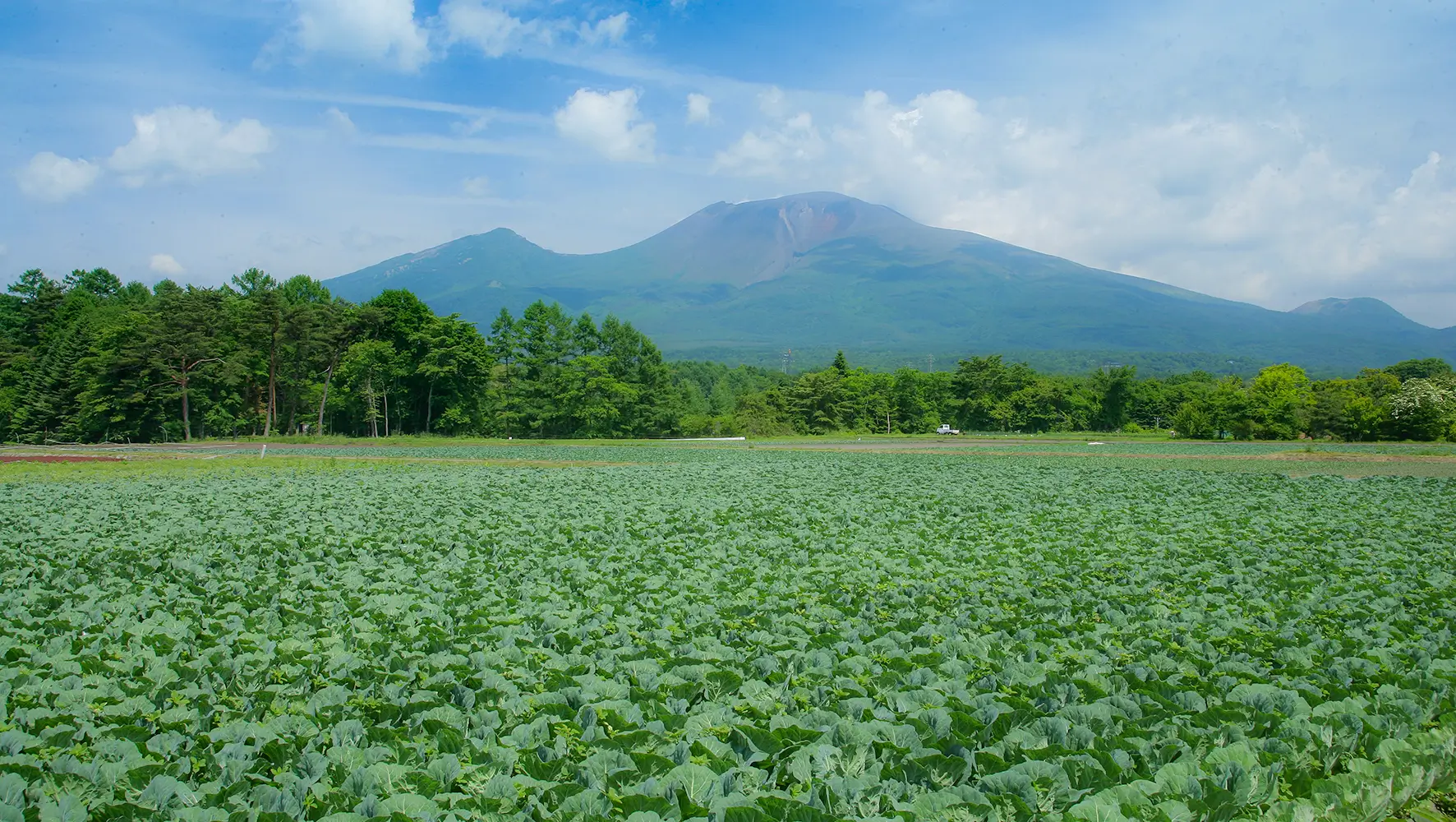 キャベツ畑と浅間山